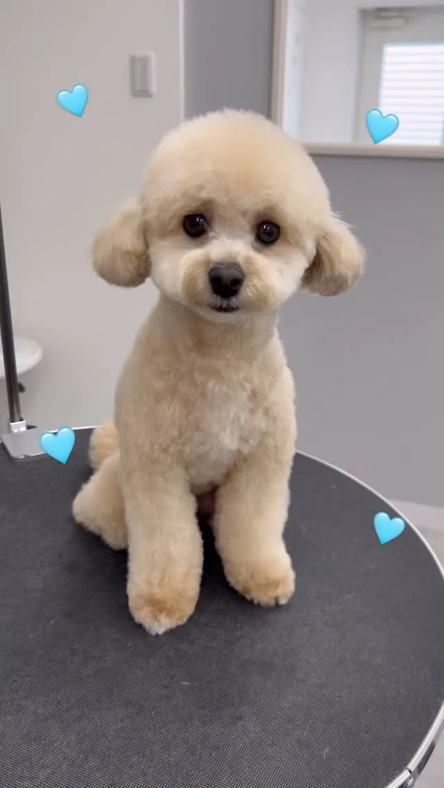 ୨୧ ∴ペットサロン∴ ୨୧ 