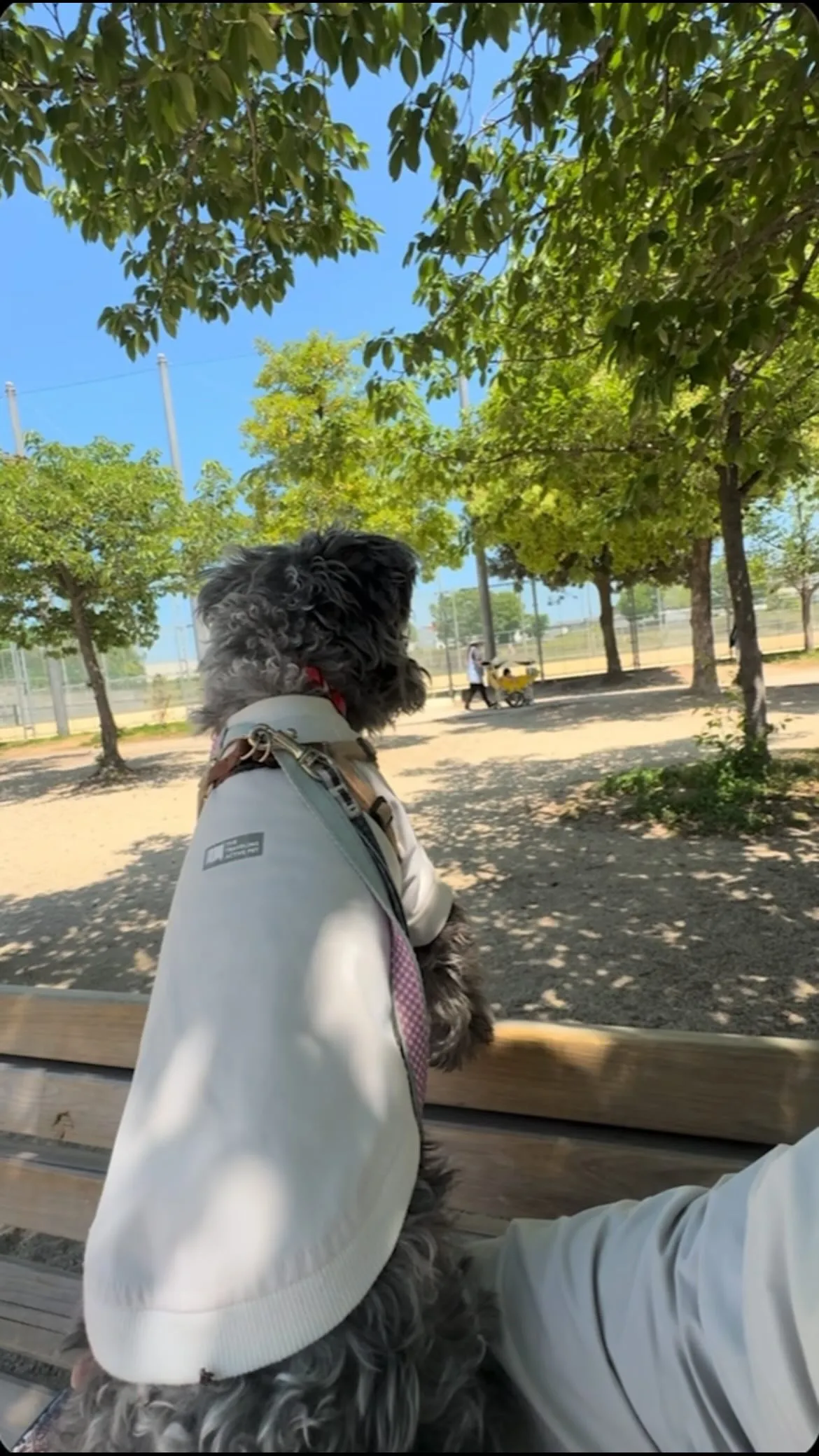 ୨୧ ∴犬の保育園∴ ୨୧