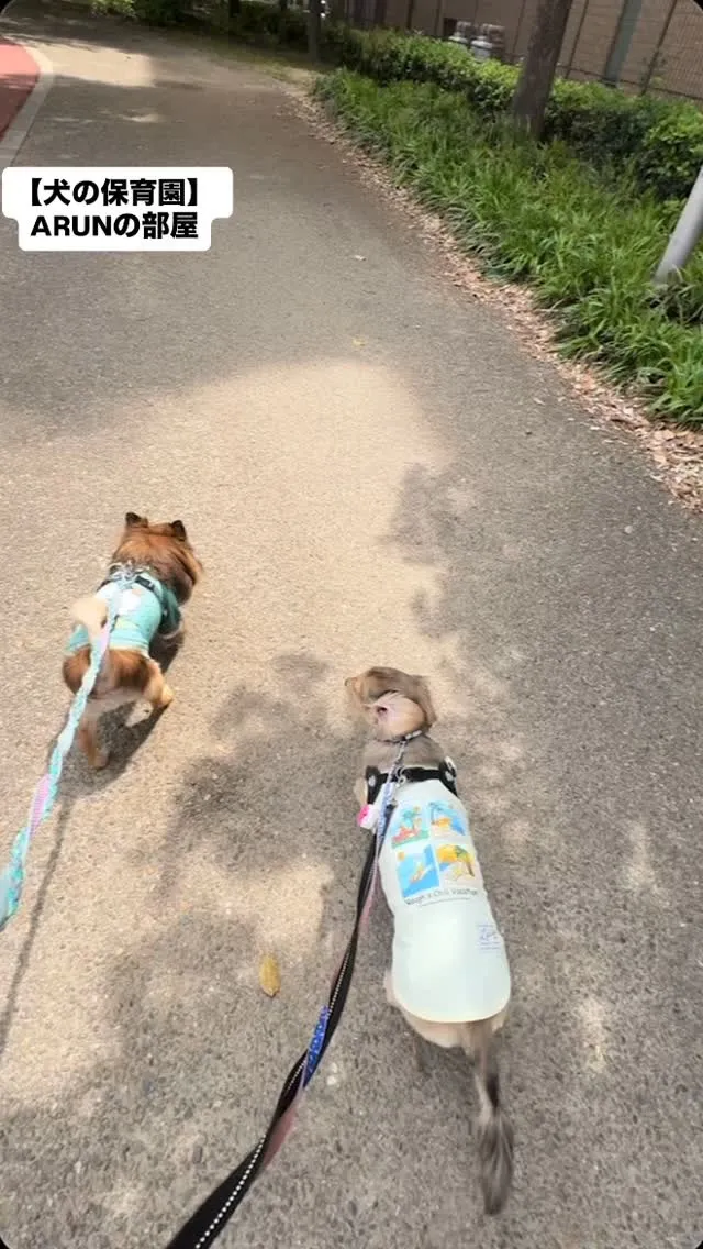 ୨୧ ∴犬の保育園∴ ୨୧