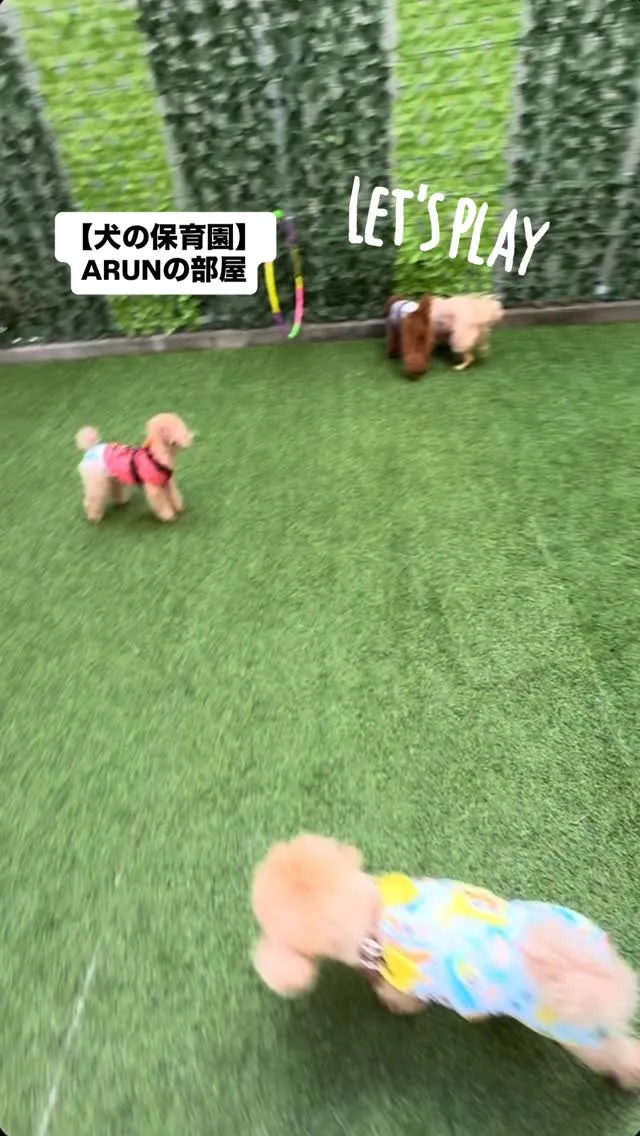 ୨୧ ∴犬の保育園∴ ୨୧
