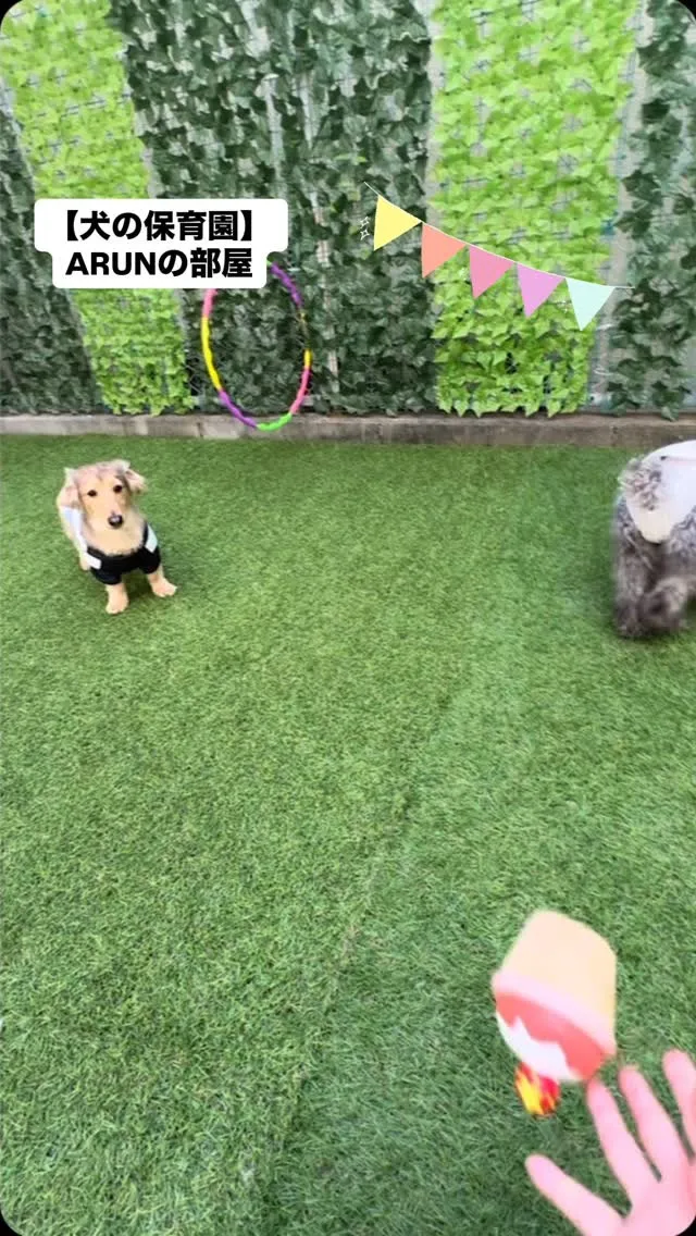 ୨୧ ∴犬の保育園∴ ୨୧