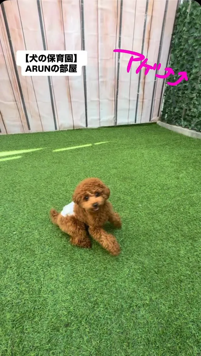 ୨୧ ∴犬の保育園∴ ୨୧