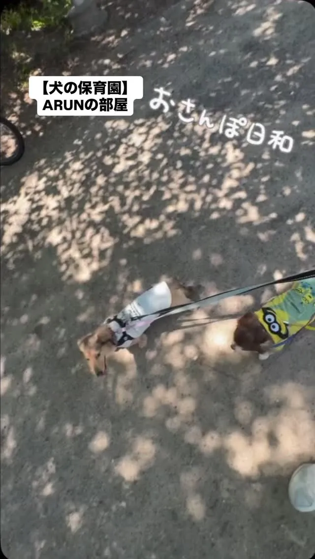 ୨୧ ∴犬の保育園∴ ୨୧