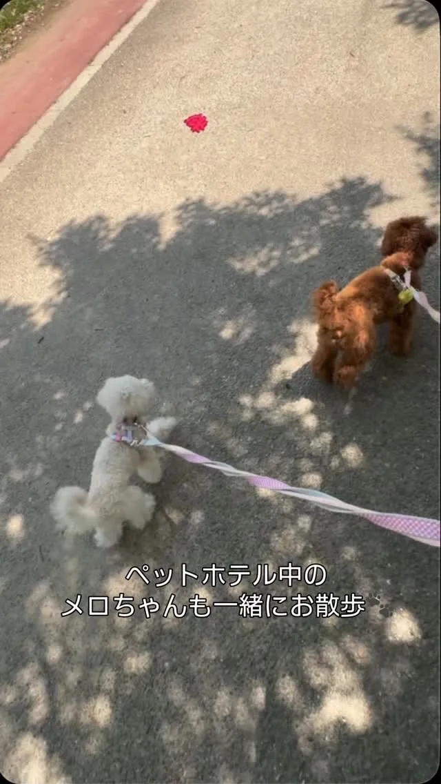 ୨୧ ∴犬の保育園∴ ୨୧