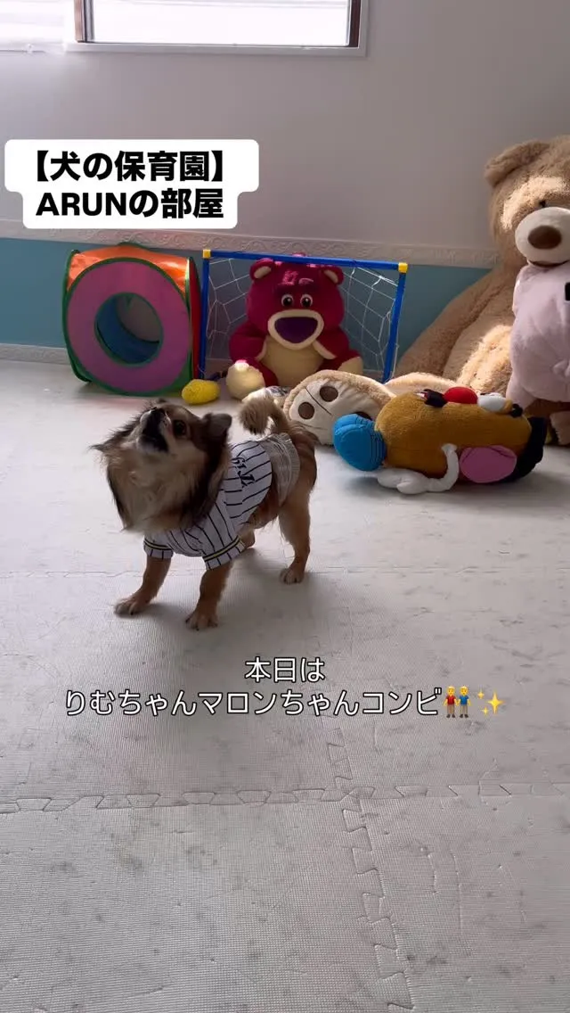 ୨୧ ∴犬の保育園∴ ୨୧