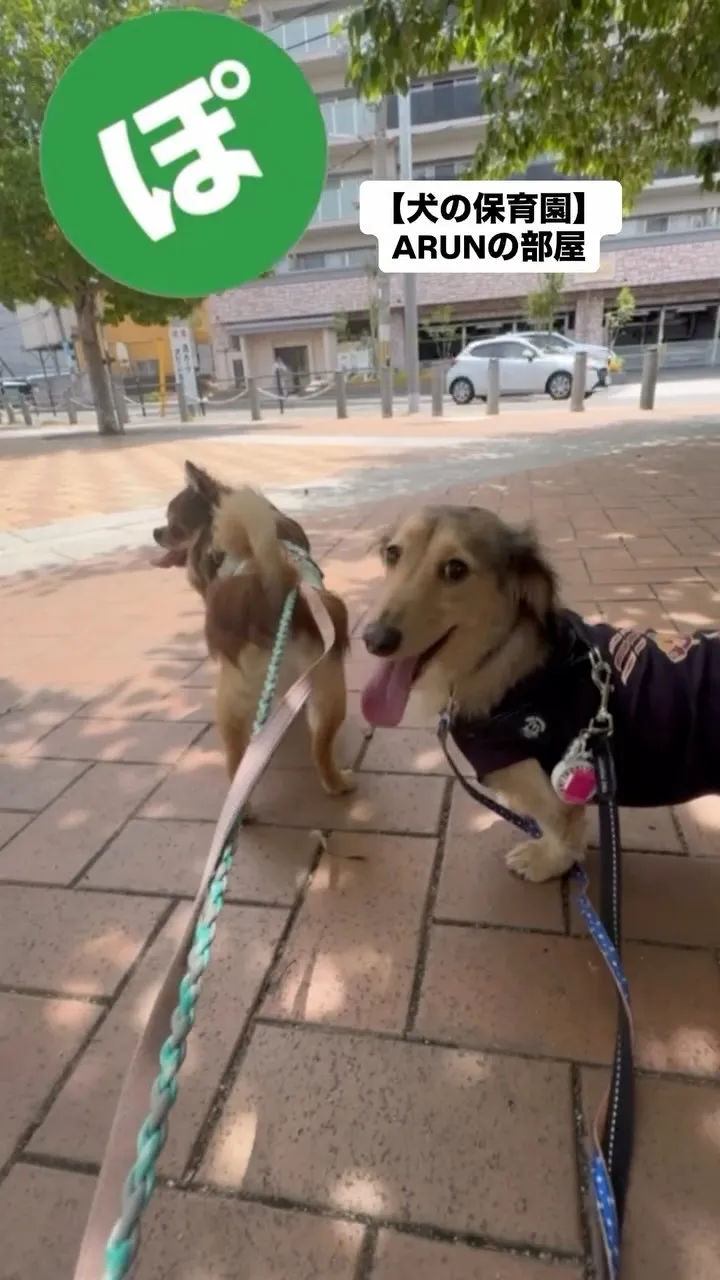 ୨୧ ∴犬の保育園∴ ୨୧