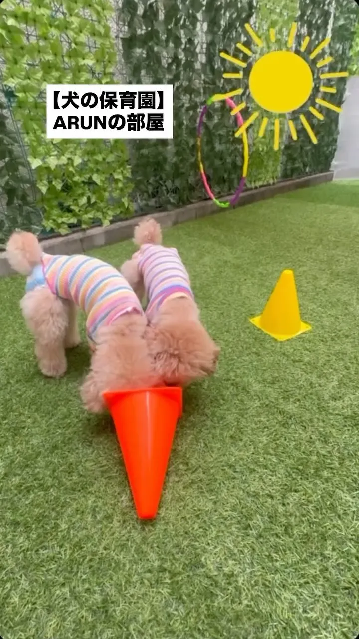 ୨୧ ∴犬の保育園∴ ୨୧