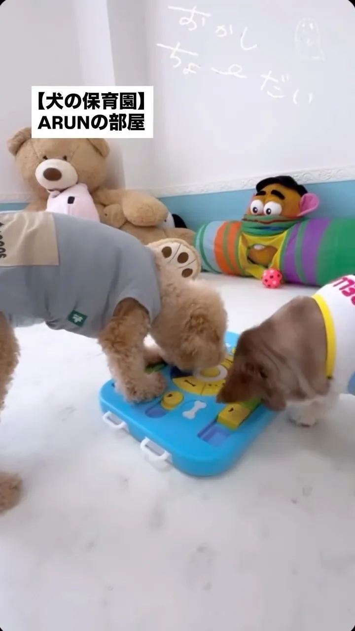୨୧ ∴犬の保育園∴ ୨୧