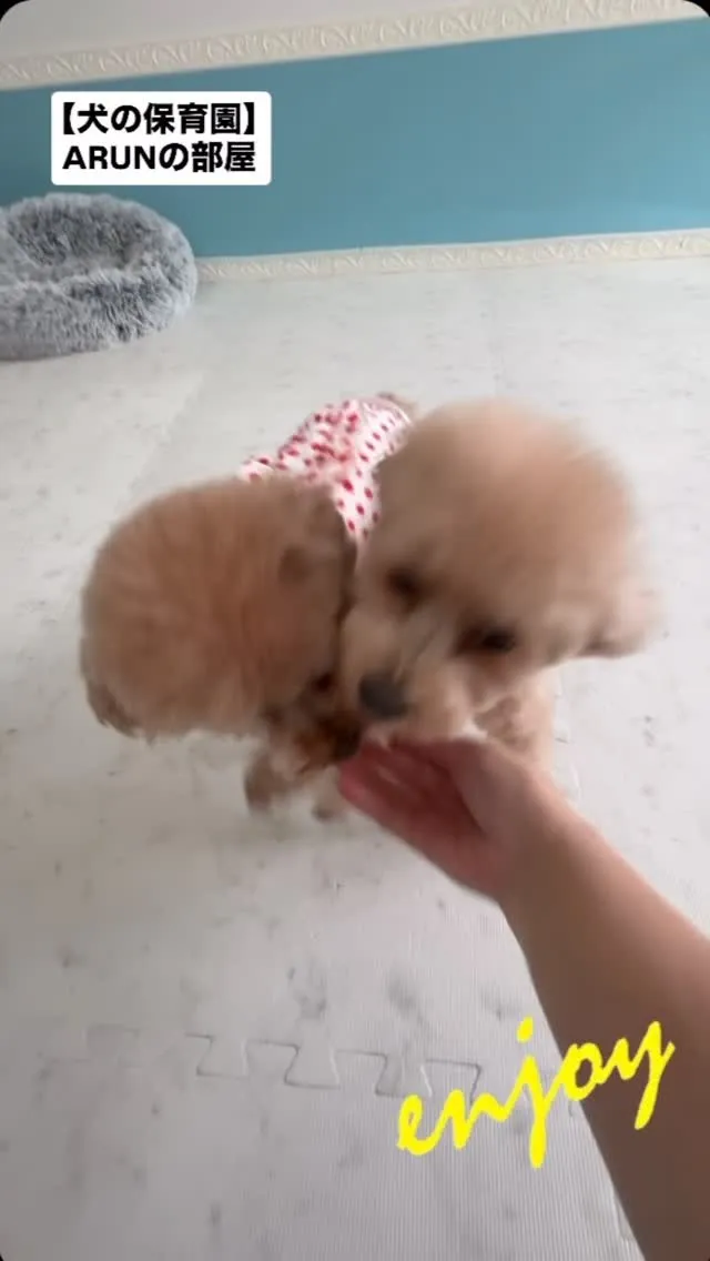୨୧ ∴犬の保育園∴ ୨୧