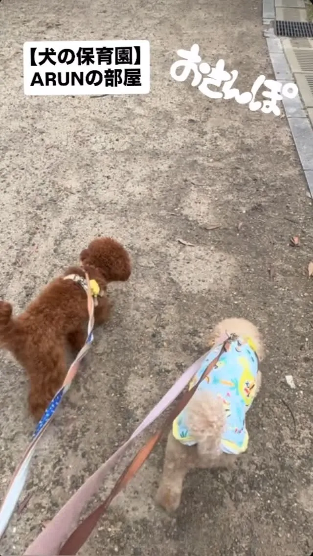 ୨୧ ∴犬の保育園∴ ୨୧