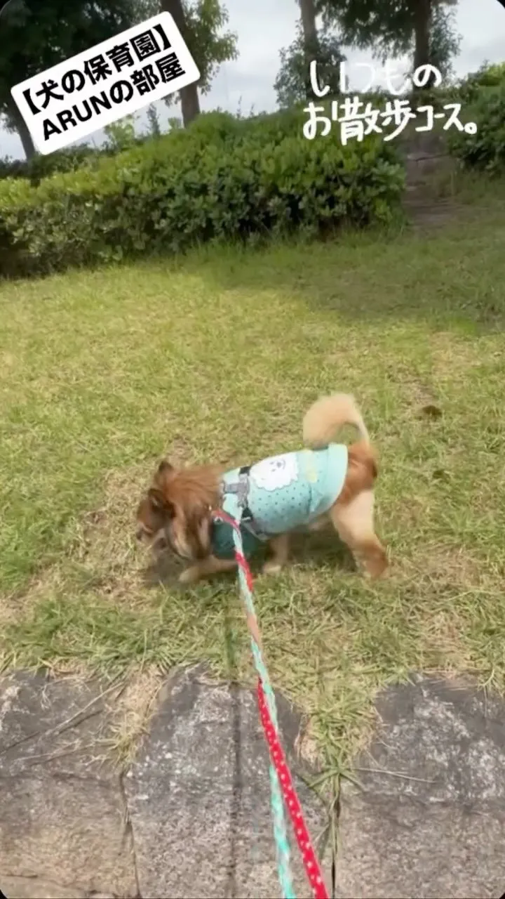 ୨୧ ∴犬の保育園∴ ୨୧