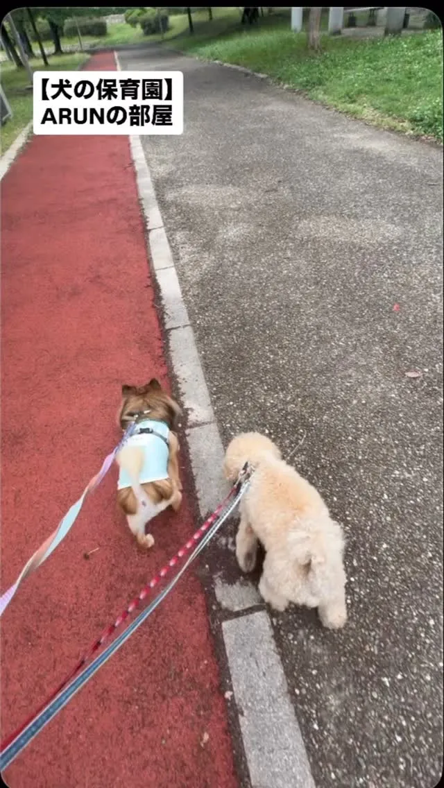 ୨୧ ∴犬の保育園∴ ୨୧