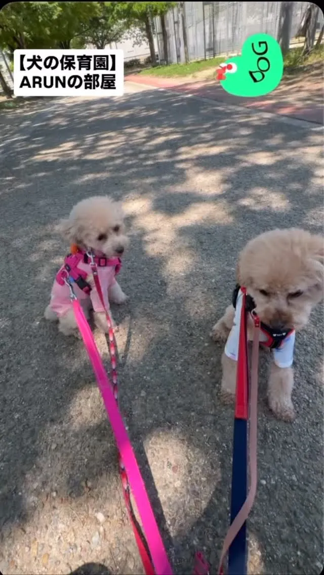 ୨୧ ∴犬の保育園∴ ୨୧