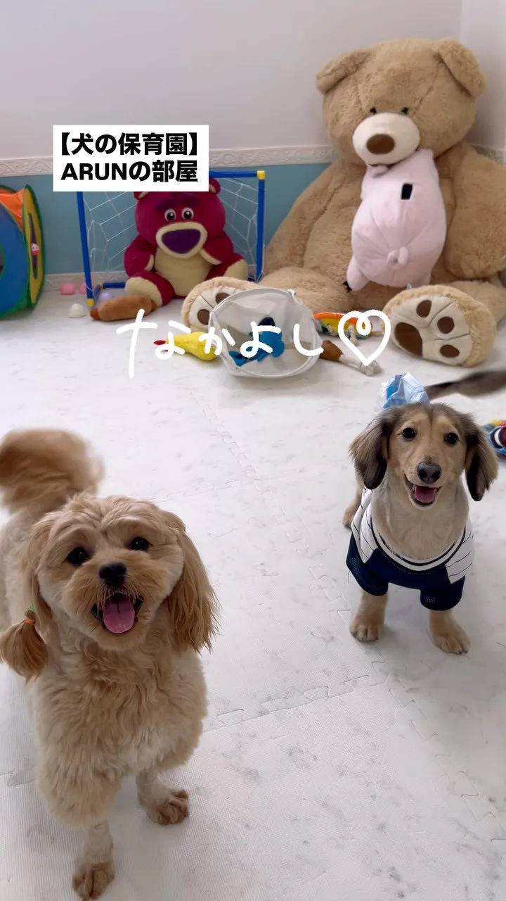୨୧ ∴犬の保育園∴ ୨୧
