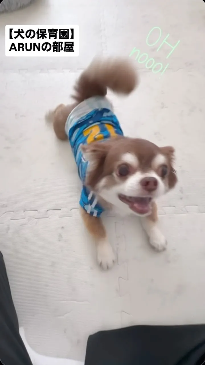 ୨୧ ∴犬の保育園∴ ୨୧