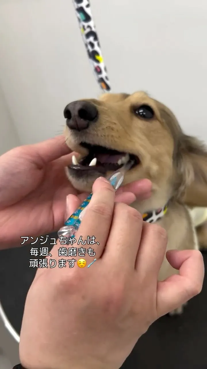 ୨୧ ∴犬の保育園∴ ୨୧