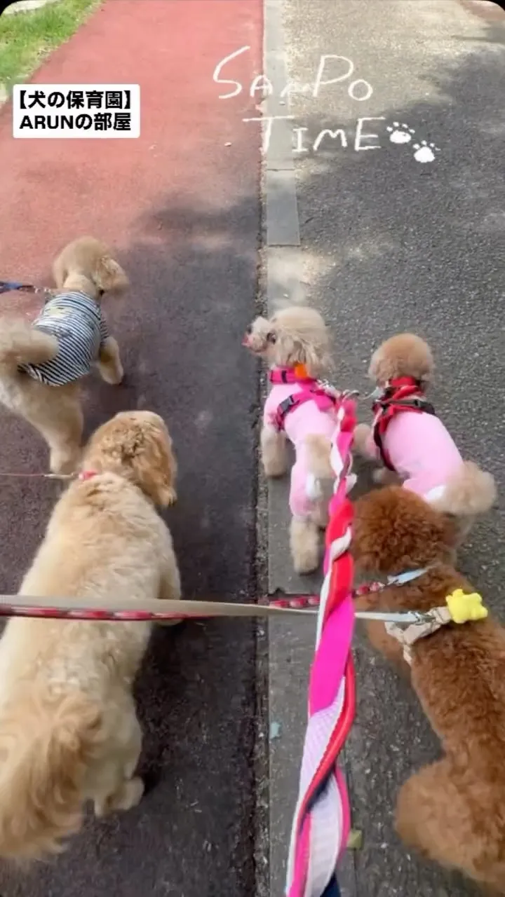 ୨୧ ∴犬の保育園∴ ୨୧
