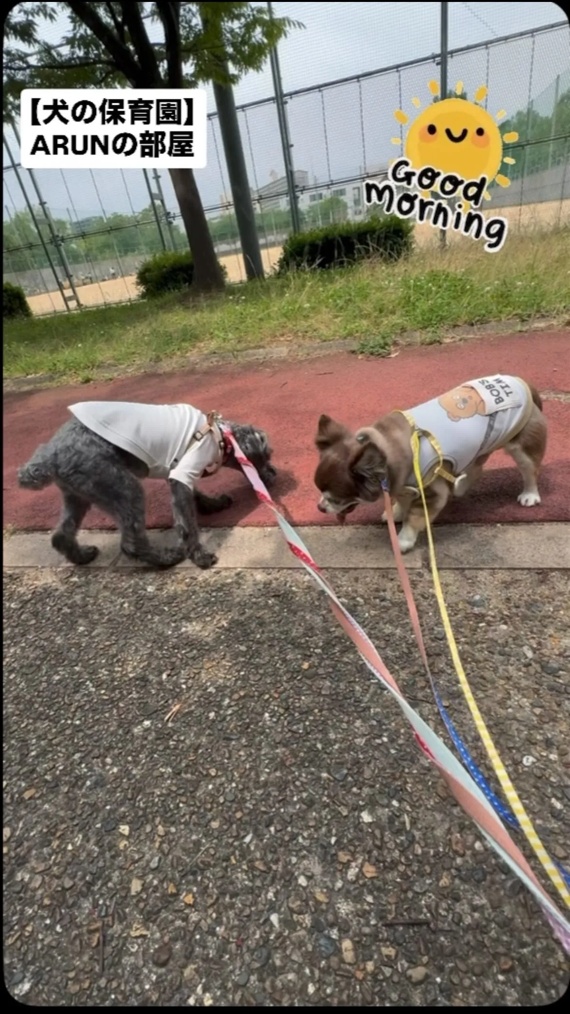 ୨୧ ∴犬の保育園∴ ୨୧