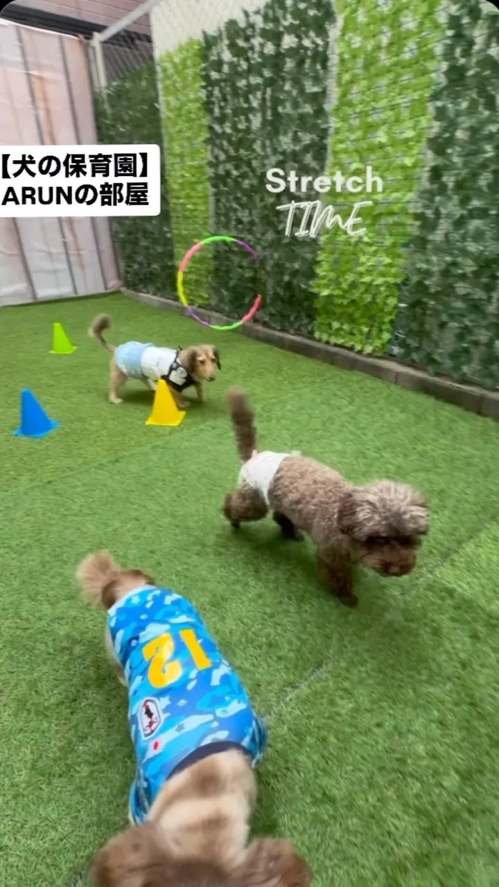 ୨୧ ∴犬の保育園∴ ୨୧