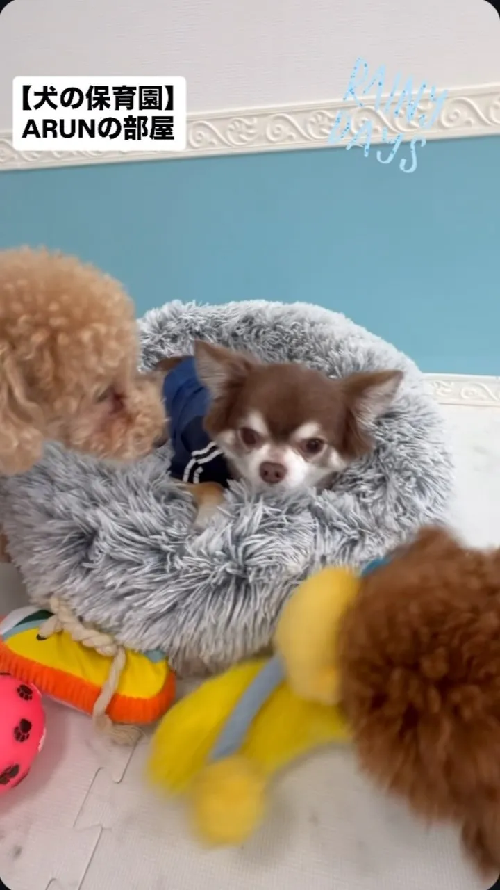 ୨୧ ∴犬の保育園∴ ୨୧