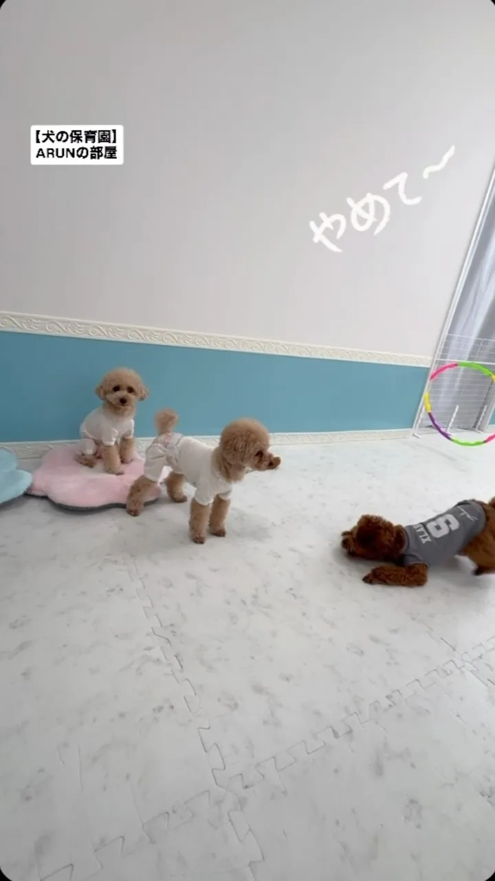 ୨୧ ∴犬の保育園∴ ୨୧