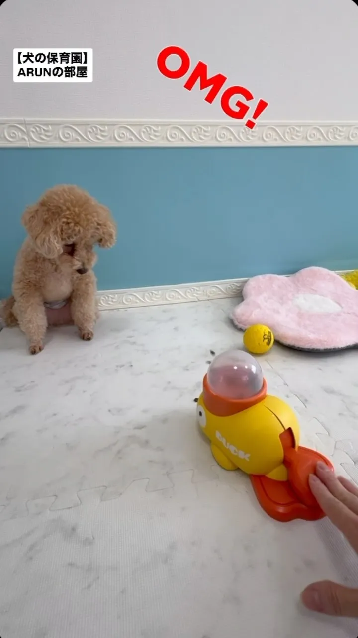 ୨୧ ∴犬の保育園∴ ୨୧