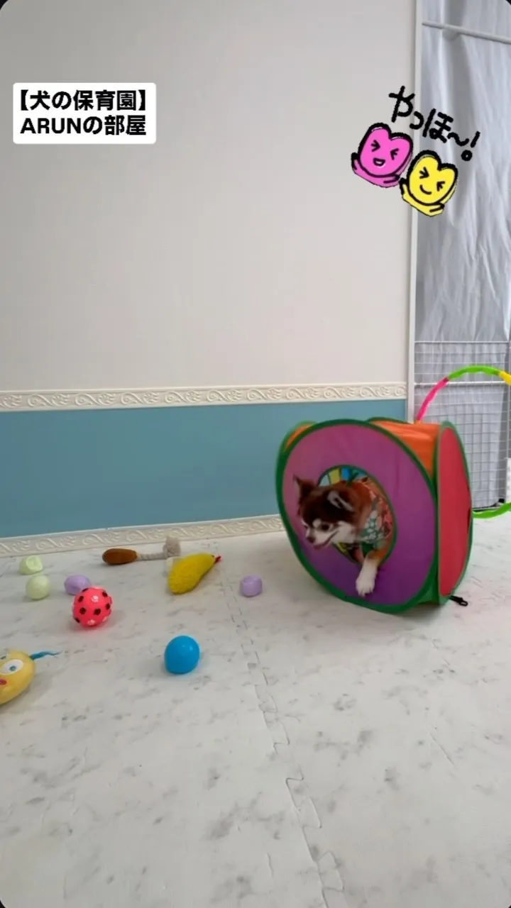 ୨୧ ∴犬の保育園∴ ୨୧
