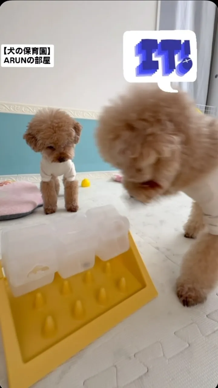 ୨୧ ∴犬の保育園∴ ୨୧
