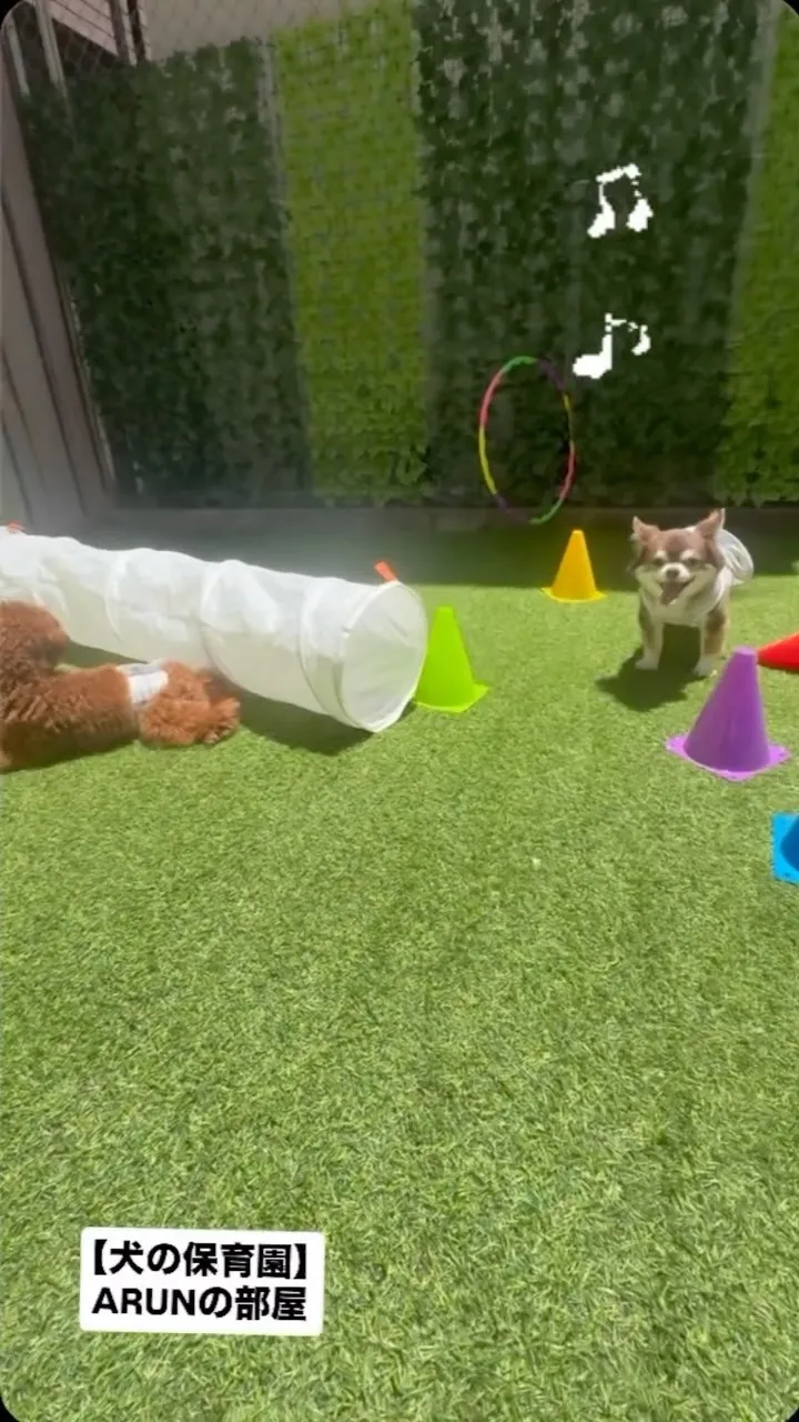 ୨୧ ∴犬の保育園∴ ୨୧