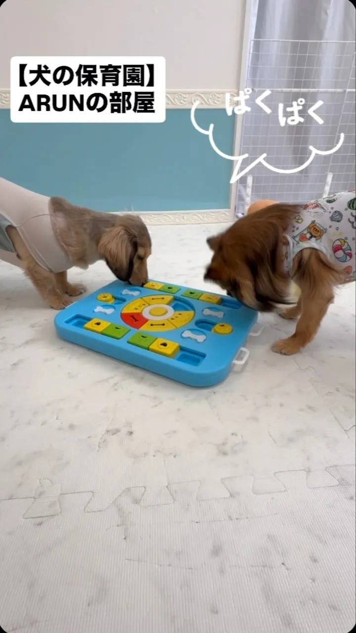 ୨୧ ∴犬の保育園∴ ୨୧